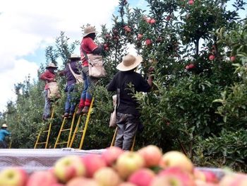 La cosecha de manzana en Brasil muestra mayor volumen, menos enfermedades fúngicas y un mercado interno que definirá el nivel de exportaciones en 2025. La cosecha de manzana en Brasil muestra mayor volumen, menos enfermedades fúngicas y un mercado interno que definirá el nivel de exportaciones en 2025.