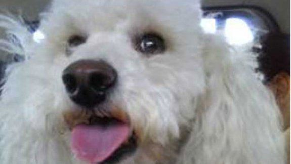 ladrones le llevaron hasta su caniche toy y ofrece recompensa