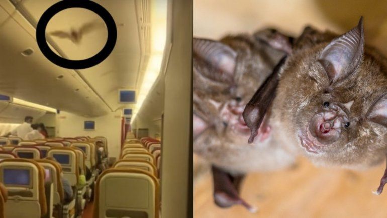 Viral: pasajeros aterrados por un murciélago dentro del avión.
