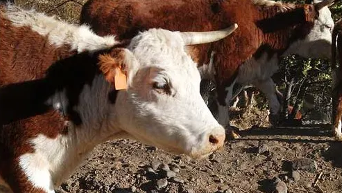 Neuquén defiende la barrera sanitaria: ¿qué opinó el gobernador de La Pampa?