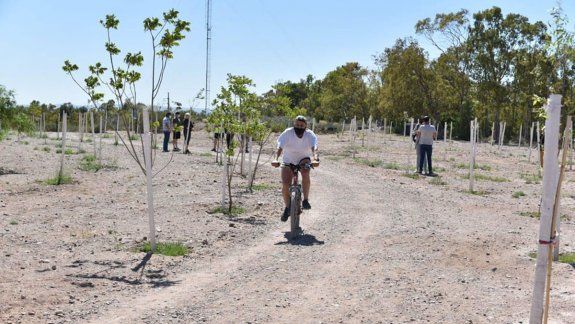 En un año el municipio plantó más de 11.500 árboles