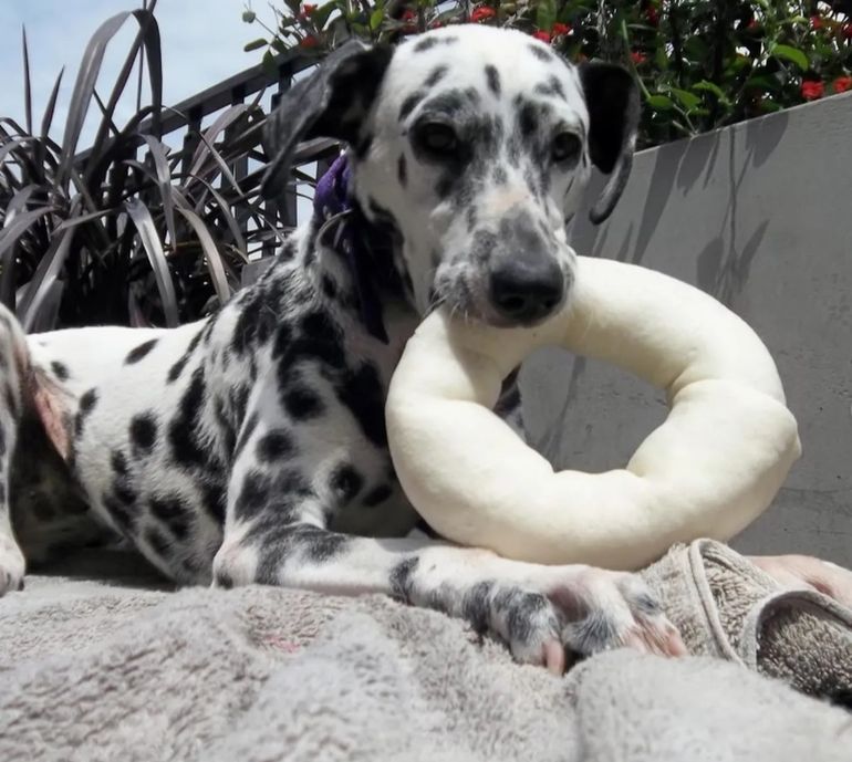 Kika, la perra de Marcela Baños Kika, la perra de Marcela Baños