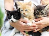 Diez síntomas que los dueños de un gato no deberían ignorar.