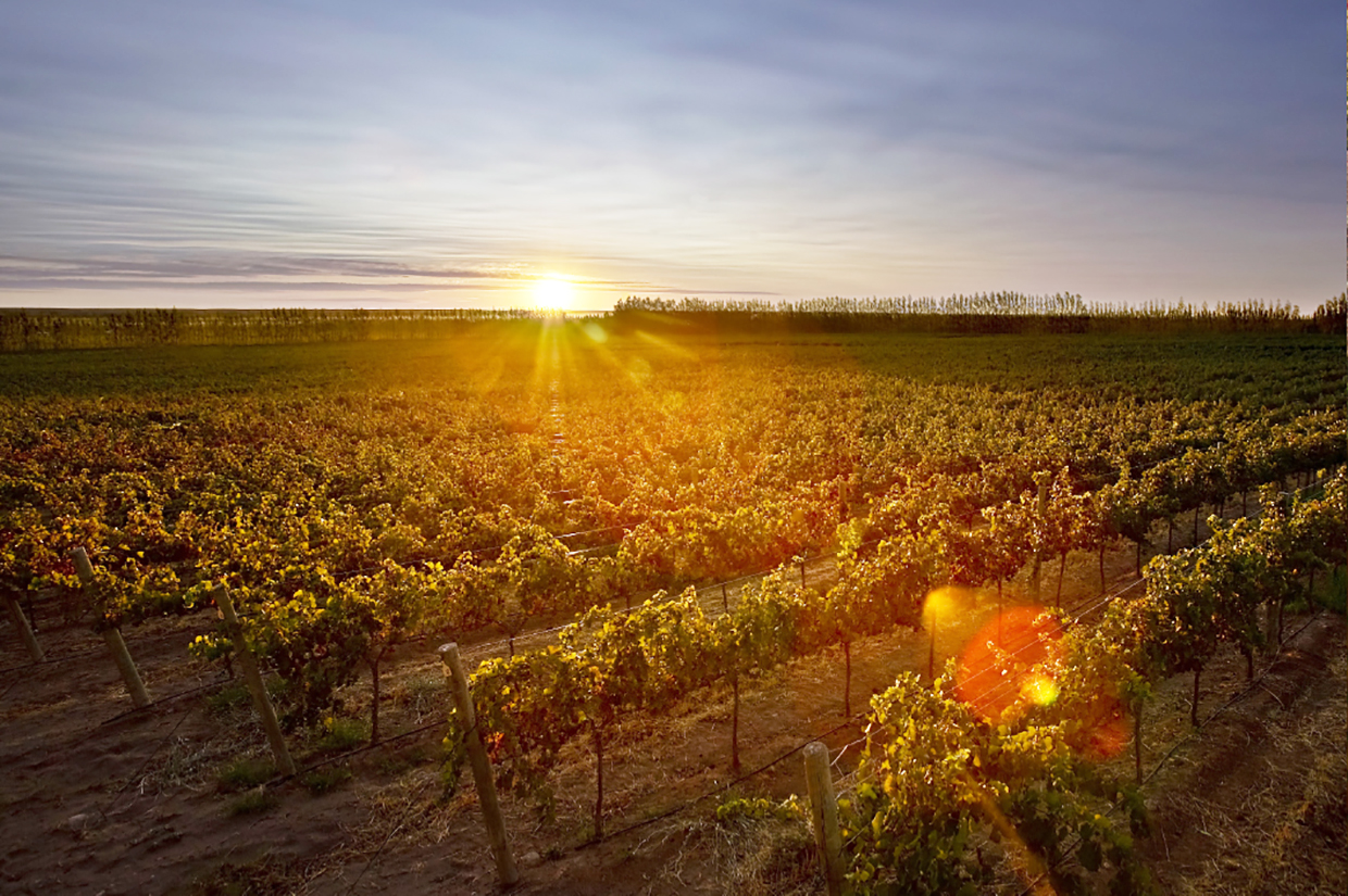 Bodegas neuquinas destacan en ProWein São Paulo, consolidando exportaciones patagónicas en el mercado brasileño.