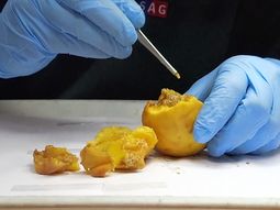chile: destruccion de la produccion por focos de mosca de los frutos