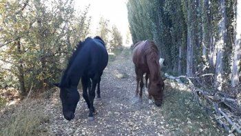 encuentran a dos caballos pura sangre robados en una chacra encuentran a dos caballos pura sangre robados en una chacra