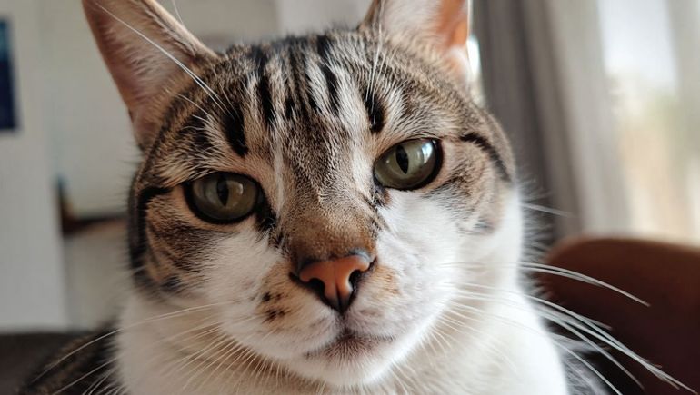El trámite para obtener el DNI de las mascotas es gratuito y alcanza a todos los perros y gatos de Villa María. El trámite para obtener el DNI de las mascotas es gratuito y alcanza a todos los perros y gatos de Villa María.