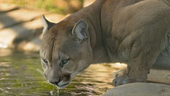 Ahora apareció una puma en Lago Hermoso: piden precaución