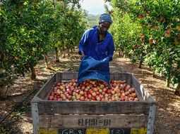 La entrada en producción de nuevas plantaciones y unas condiciones de cultivo favorables impulsan las exportaciones en 2026. La entrada en producción de nuevas plantaciones y unas condiciones de cultivo favorables impulsan las exportaciones en 2026.