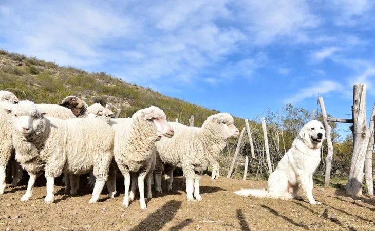 La primera etapa consiste en dejar al perro en los corrales cercanos a la casa con un grupo reducido de chivos. La primera etapa consiste en dejar al perro en los corrales cercanos a la casa con un grupo reducido de chivos.