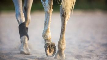 Los secretos de un herrador | LM Neuquen Los secretos de un herrador