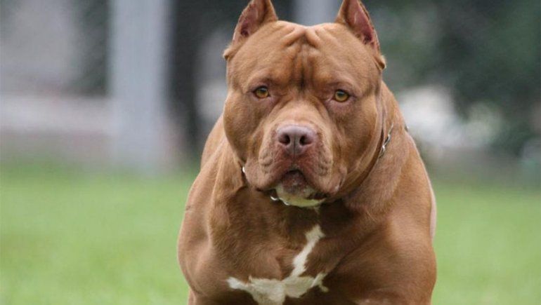Un pitbull mató a su dueño, ordenaron sacrificarlo y las redes ardieron