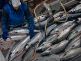 Salmones: alerta en Noruega por brote de virus
