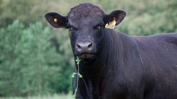 El rodeo nacional no acompañó el crecimiento de la población del país. | LM Neuquen El rodeo nacional no acompañó el crecimiento de la población del país.