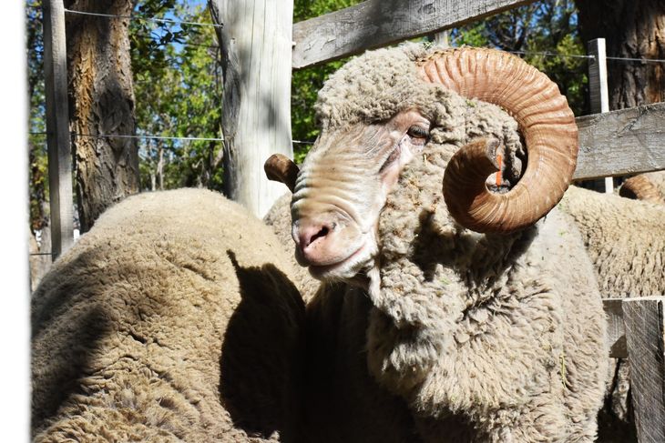 Merino multipropósito: La raza evoluciona con genética carnicera para conquistar nuevos mercados. Merino multipropósito: La raza evoluciona con genética carnicera para conquistar nuevos mercados.
