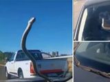 La culebra se habría refugiado cerca del calor del motor del auto, que estuvo varias horas estacionado en la playa El Faro, en Chubut. 