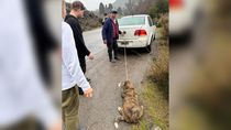 indignante: por la ruta, arrastraba al perro con su auto porque tenia mal olor