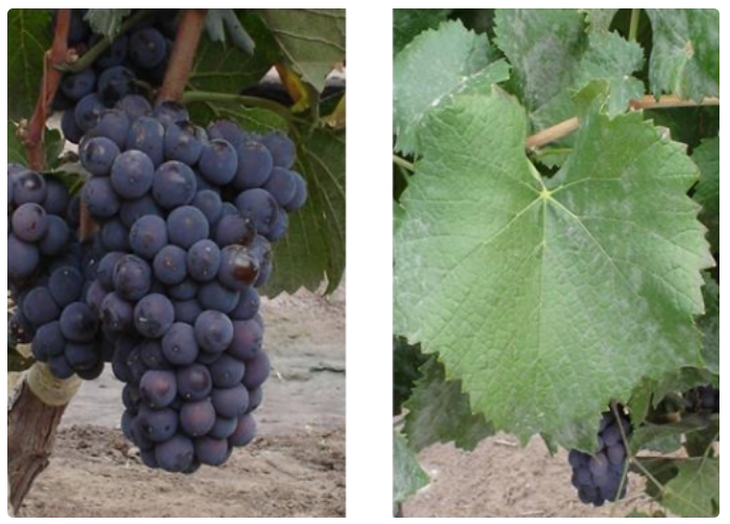 Racimo de Pinot Noir. Foto: argentina.com