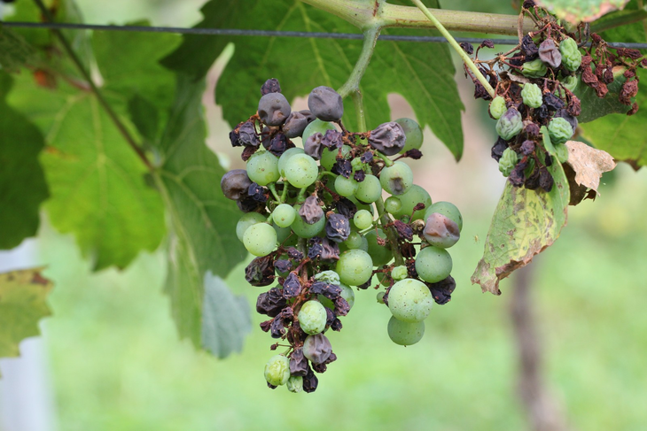 Pérdida productiva: El mildiu compromete la fotosíntesis, la calidad del vino y la producción del próximo ciclo vegetativo.