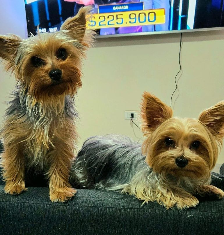 Cloe ya apareció, pero Luli sigue perdida. Cloe ya apareció, pero Luli sigue perdida.