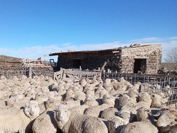 patagonia: el sector ovino en alerta por las consecuencias de la resolucion 460
