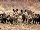 ¿Qué estrategias se están implementando para controlar la plaga del jabalí en Patagonia?