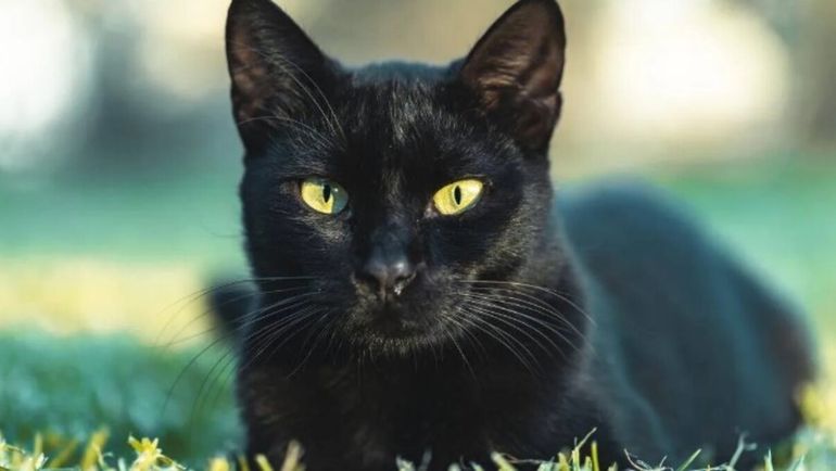 La suspensión temporal de la adopción no busca desalentar a quienes quieren adoptar, sino proteger a los animales. La suspensión temporal de la adopción no busca desalentar a quienes quieren adoptar, sino proteger a los animales.