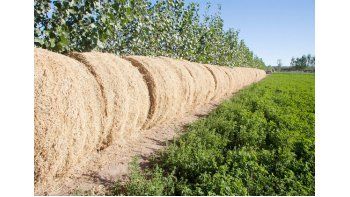 fomentan la industria del forraje en centenario fomentan la industria del forraje en centenario