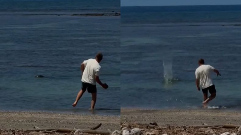 El video donde el turista le lanza una piedra a una foca fue registrado frente a la costa de Lahaina, en Hawaii | LM Neuquen El video donde el turista le lanza una piedra a una foca fue registrado frente a la costa de Lahaina, en Hawaii