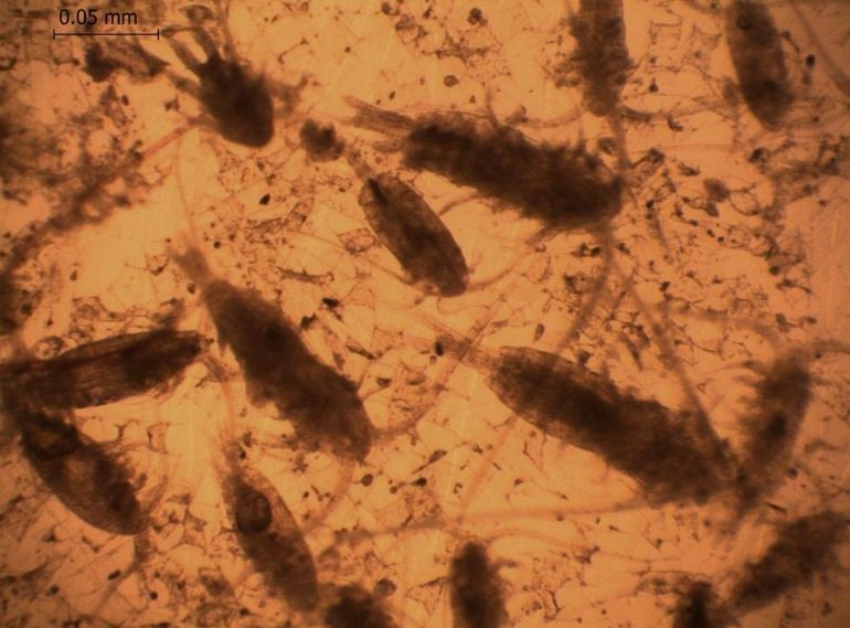 El estudio comprobó que el mesozooplancton, organismos microscópicos que forman parte del plancton animal, fue el vector crítico en la transferencia de toxinas hacia los niveles superiores de la cadena alimentaria, incluidos peces y mamíferos marinos. El estudio comprobó que el mesozooplancton, organismos microscópicos que forman parte del plancton animal, fue el vector crítico en la transferencia de toxinas hacia los niveles superiores de la cadena alimentaria, incluidos peces y mamíferos marinos. 