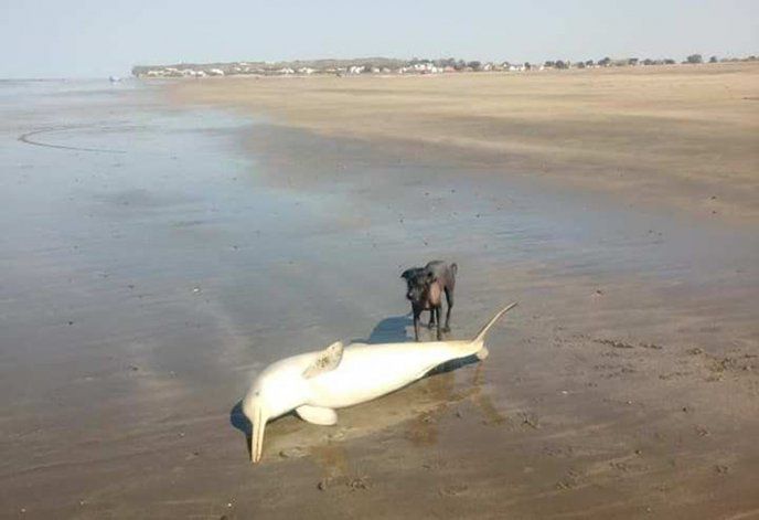 El delfín muerto en la playa de El Cóndor