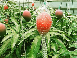 ¿cual es la selecta fruta por la que se paga hasta 4.000 dolares el kilo? ¿cual es la selecta fruta por la que se paga hasta 4.000 dolares el kilo?