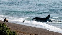 Una orca en varamiento intencional en la costa de Península Valdés, Chubut. Una orca en varamiento intencional en la costa de Península Valdés, Chubut.