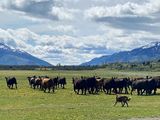 Producir carne en la Patagonia