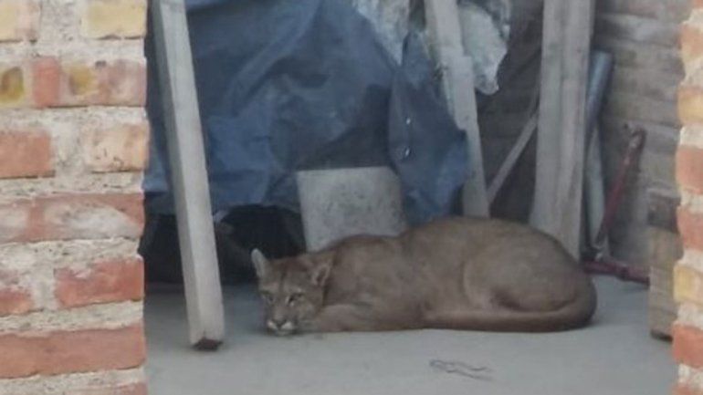 Un puma sorprendió a los vecinos del barrio Hipódromo
