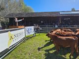 El domingo se llevó a cabo el remate en el predio de la SRN en Juníb de los Andes. Foto: gentileza SRN