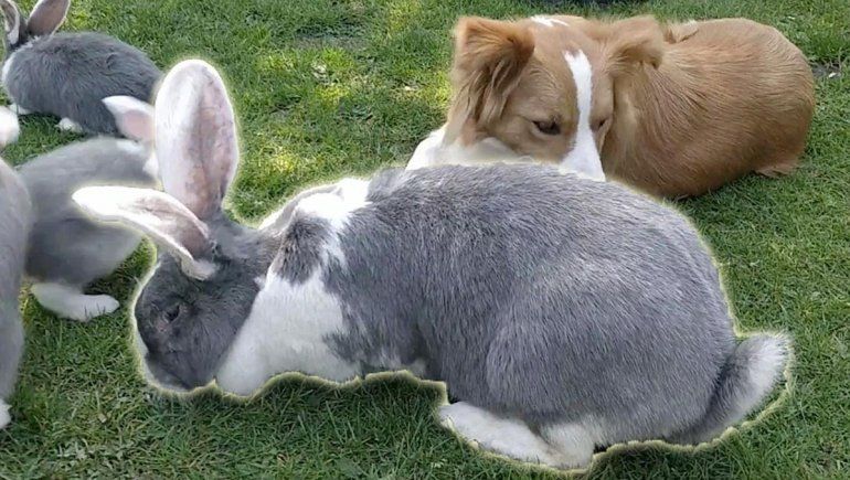 Los conejos de este video de YouTube miden hasta 70 centímetros