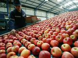 La cosecha efectiva de manzana quedó unas 50.000 toneladas por debajo de la del año pasado.