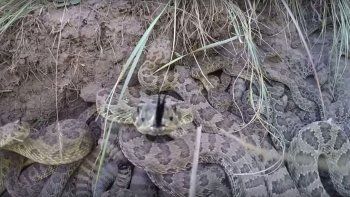 debajo de su casa habitaban mas de 30 serpientes debajo de su casa habitaban mas de 30 serpientes