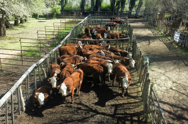Más de 500 animales salieron a la venta. Foto Leo Casanova / SRN. Más de 500 animales salieron a la venta. Foto Leo Casanova / SRN.