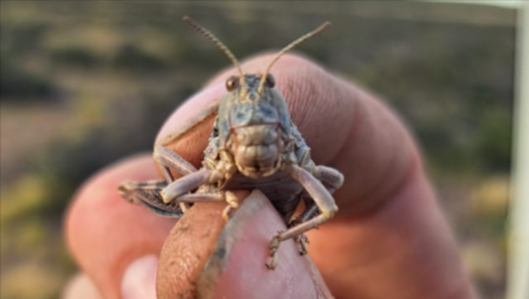 Los productores de Santa Cruz temen que se repitan los brotes masivos de años anteriores