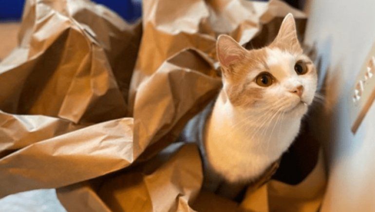 Viral en Facebook: gatito se comió su tarea en plena clase | Foto referencial.