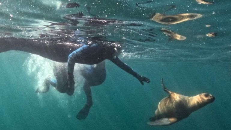 El snorkeling con lobos marinos ya es una de las principales actividades turísticas de Puerto Madryn.