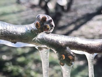 Productores en alerta por las mínimas pronosticadas. Productores en alerta por las mínimas pronosticadas.