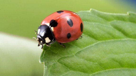 Twitter: hombre descubrió que un insecto vivía dentro de su intestino.