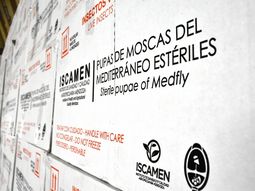 la lucha contra la mosca de los frutos que amenaza las exportaciones la lucha contra la mosca de los frutos que amenaza las exportaciones