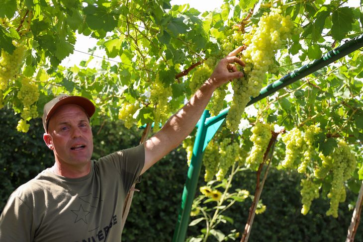 La chacra está diversificada y también se produce uva moscatel. Foto: Omar Novoa. La chacra está diversificada y también se produce uva moscatel. Foto: Omar Novoa.