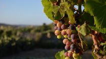 Los vinos naturales no son vinos orgánicos. Los vinos naturales no son vinos orgánicos.