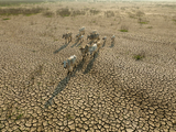 La Organización Meteorológica Mundial y la FAO alertan de impactos simultáneos en agricultura, océanos y trabajo rural por el aumento de temperaturas extremas.