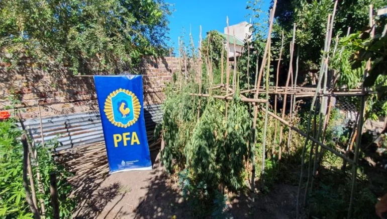 Secuestraron 40 plantas de marihuana con la ayuda de la perra detectora de drogas